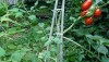 Misadventures in Tomato Rearing (or, What Would Nonno Do?)